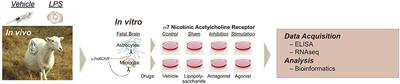 α7 Nicotinic Acetylcholine Receptor Signaling Modulates Ovine Fetal Brain Astrocytes Transcriptome in Response to Endotoxin